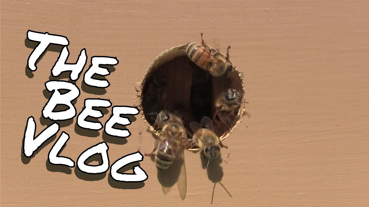 Hive entrance experiment - BeeVlog #132 - May 29, 2014