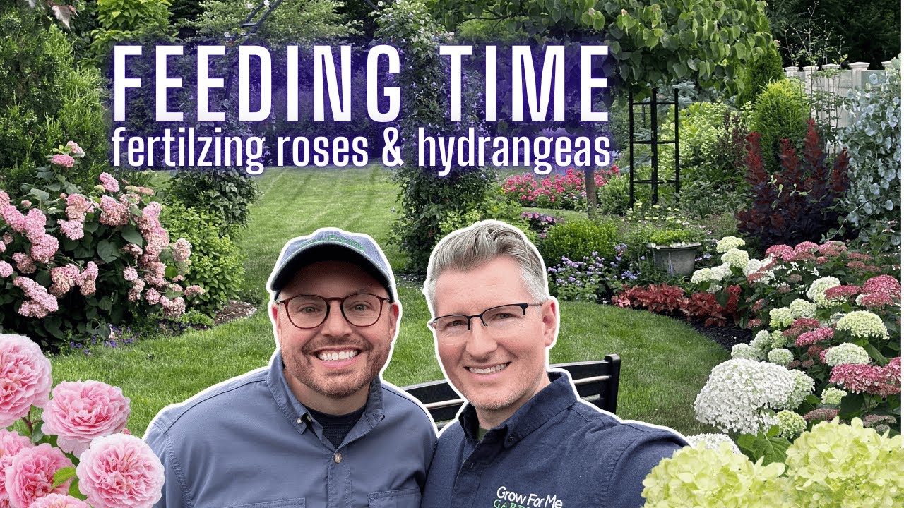 How We Fertilize Roses & Hydrangeas in Spring 🌸 Tips for Big Blooms + Healthy Growth