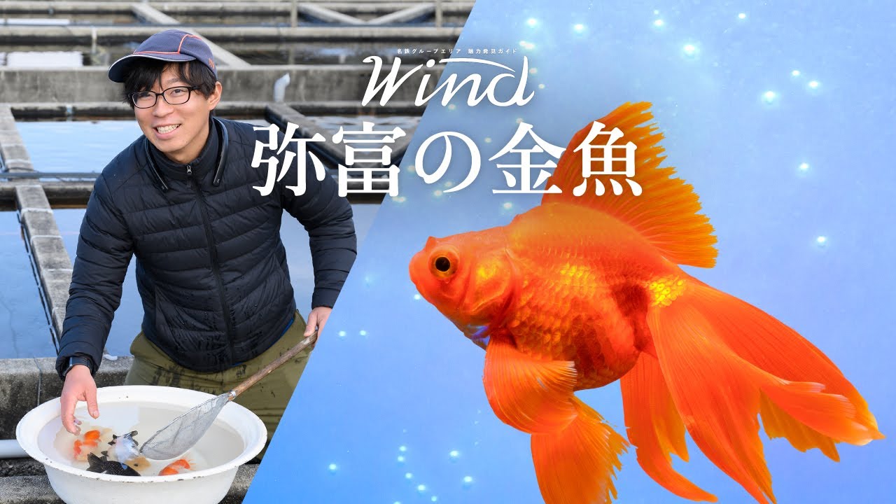 【奮闘】元教員の金魚農家3代目に密着!!「弥富の金魚」Wind 2024年3月号