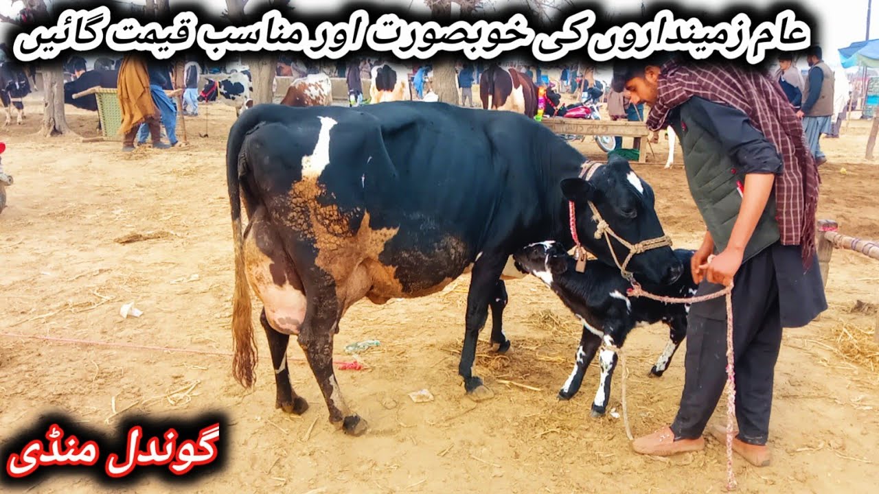 Low And Middle Prices Milking And Pregnant Cows For Sale At Gondal Maweshi Mandi Latest Update 