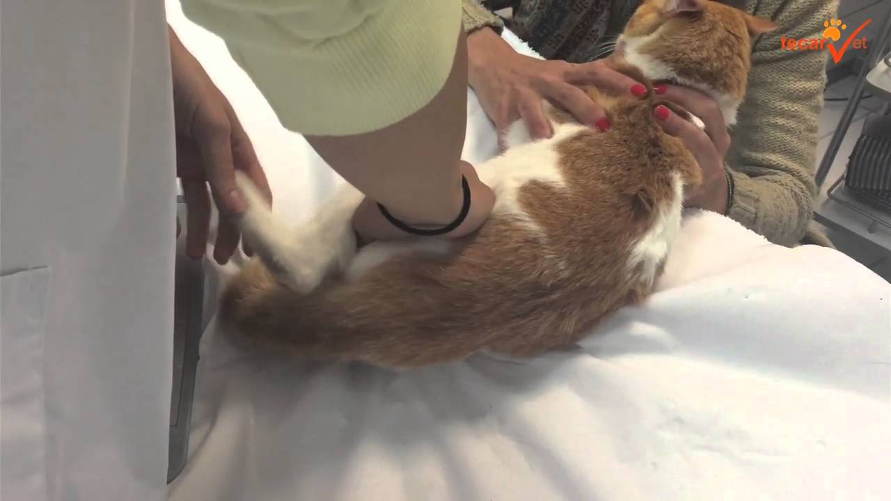 Tratamiento tecarterapia-fisioterapia en un gato