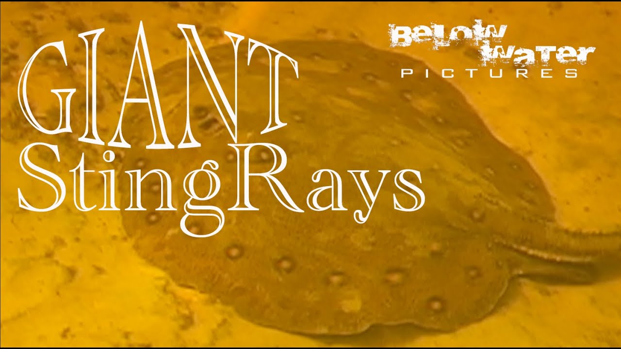 Spotted and Giant Stingrays in nature, Potamotrygon motoro and P. brachyura in their natural habitat