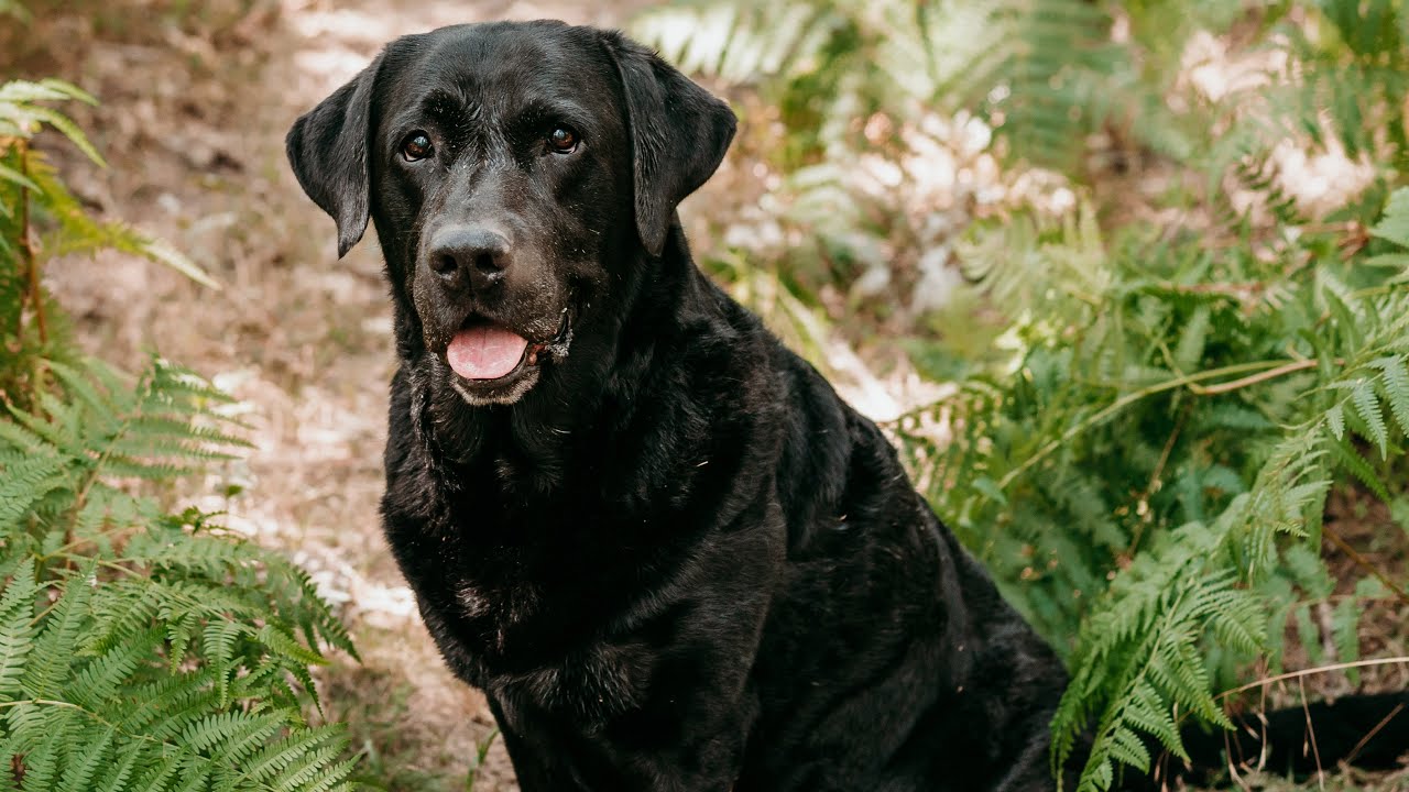 The Legacy of the Labrador: St John&rsquo;s Dog to our beloved Labs we know today | Paws on the Planet