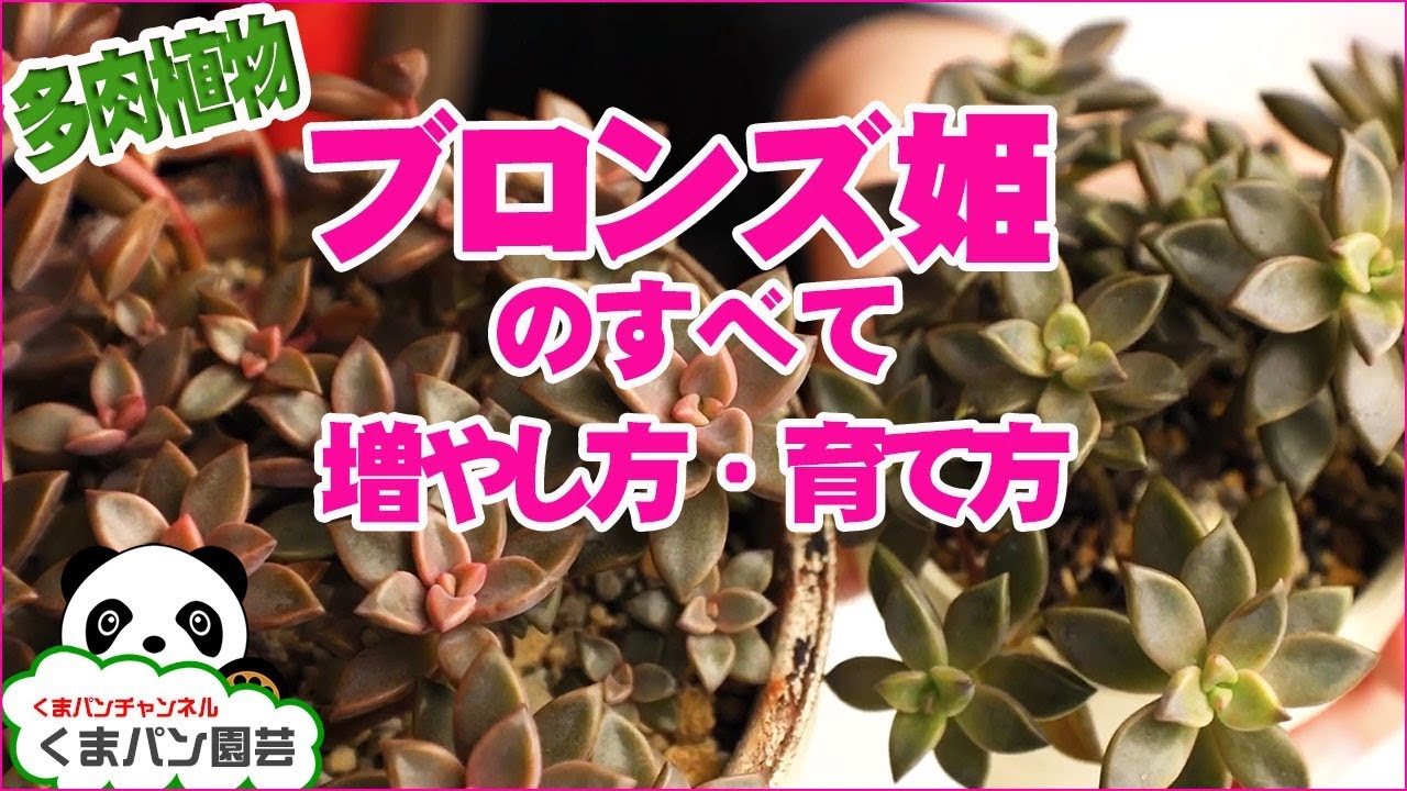 【多肉植物】ブロンズ姫の増やし方・育て方・紅葉させるコツ【くまパン園芸】