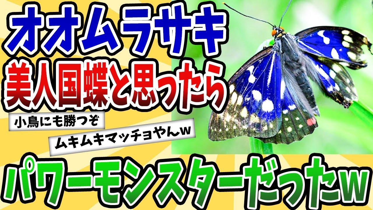 【2ch動物スレ】オオムラサキ、奇麗だけどドスコイパワーモンスターだった&hellip;