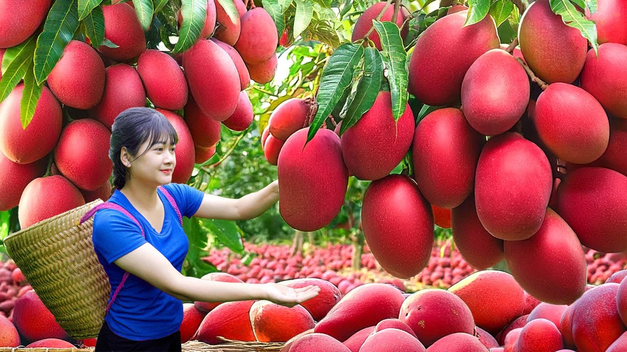 Ly Trieu Ca: Harvesting Rare Red Mango & Cooking Traditional Smoked Whole Chicken | Village Recipe!