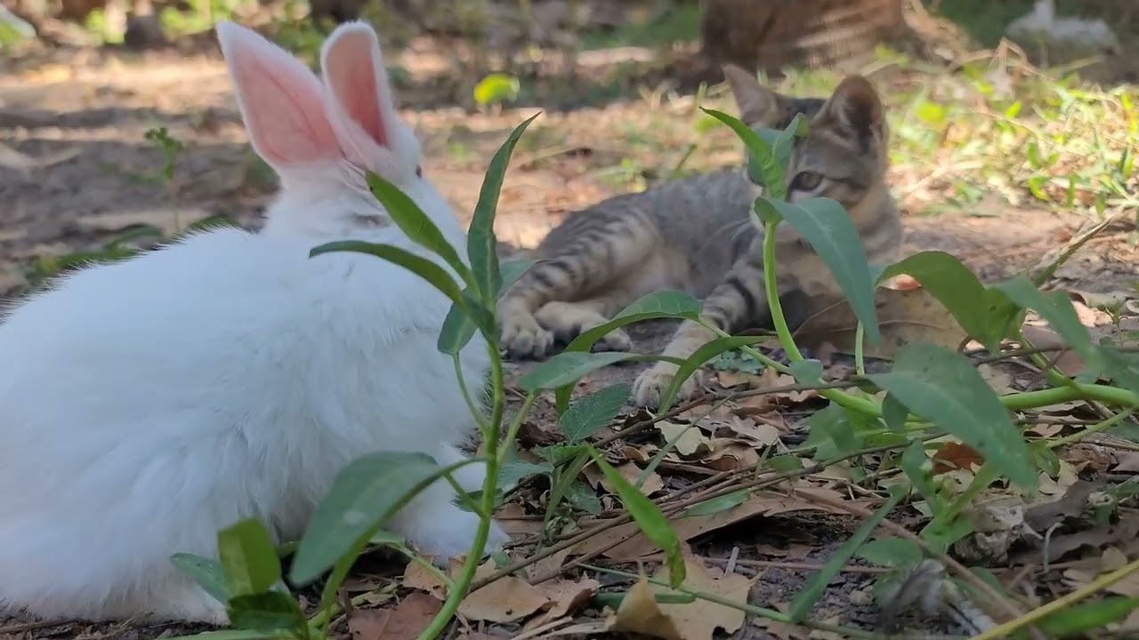 Rabbit Family Life: From Loving Parents to Playful Baby Bunnies | 4K60fps