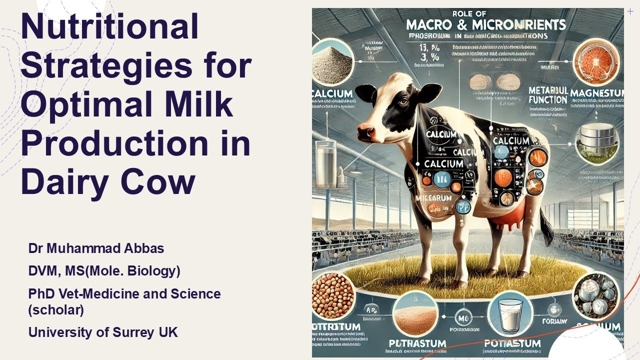 Nutritional Strategies for Maximum Milk Production in Dairy Cows 🥛🐄 | Dairy Cow Feeding Guide