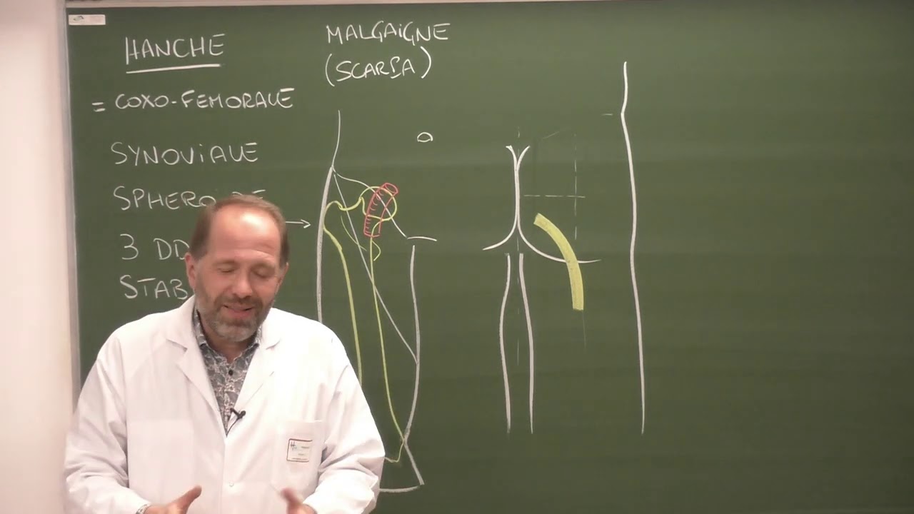 MI 1 : Anatomie de la hanche [Hip joint]
