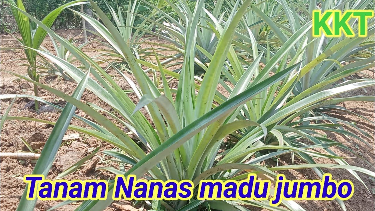 Nanas madu super jumbo.