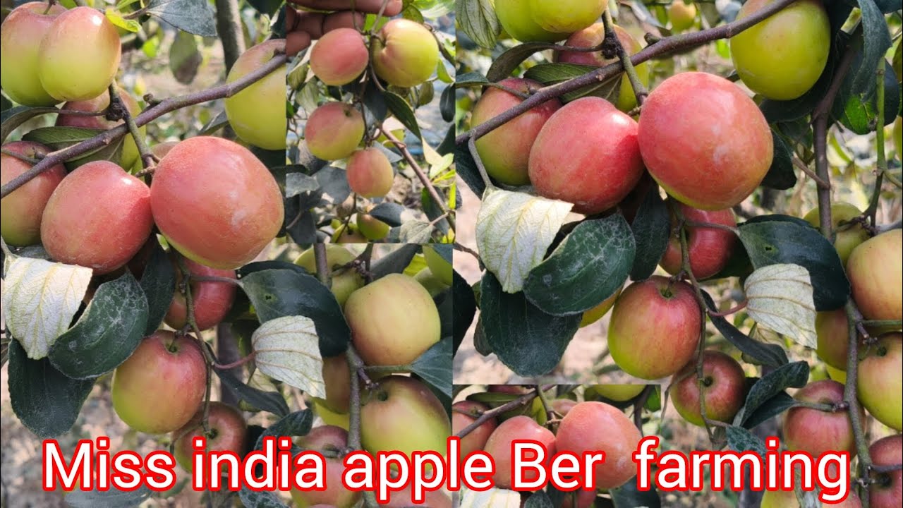 Miss india apple Ber farming in india successful plant delivery all over india low price buking New 