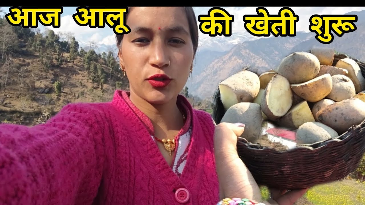 आज मां और चाची ने मिल कर लगाए आलू।। हम भी गए मदद करने ।। #pahadilifestylevlog 