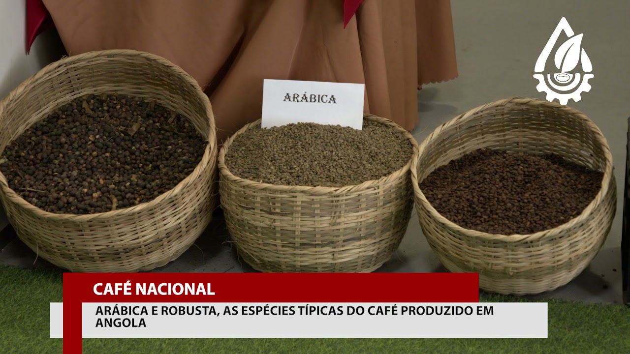 SMR 1070 - PRODUÇÃO DO CAFÉ EM ANGOLA PARTE2