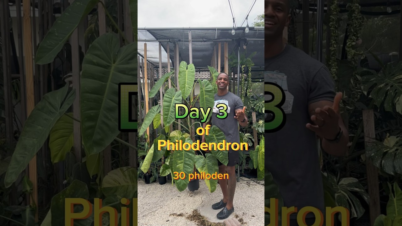 Day 3/30 of Philodendron in my care 🌱🤌🏾 