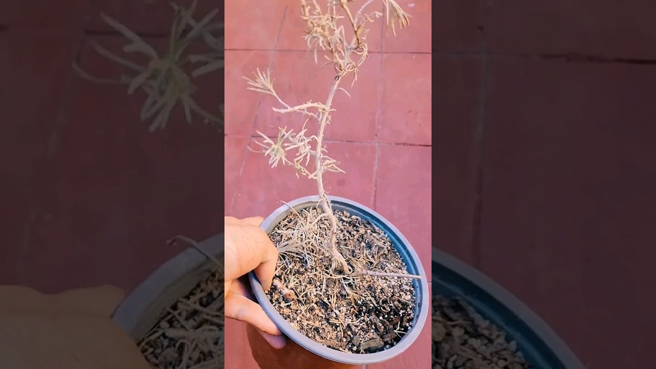 cuando se seca mi romero #plantas #tipsplantas #romero #plantaseca #porquesesecamiplanta #cactus