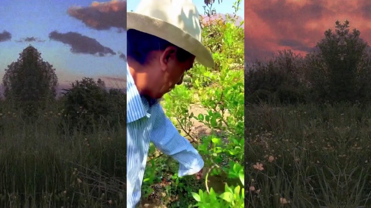 consejos de plantas y cuidados 2