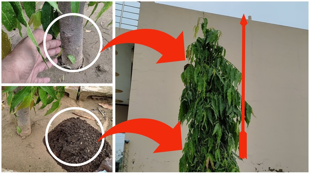 अशोक का पेड़ बढ़ेगा दुगनी गति से, बस आपको ये करना है। Polyalthia longifolia Tree Care