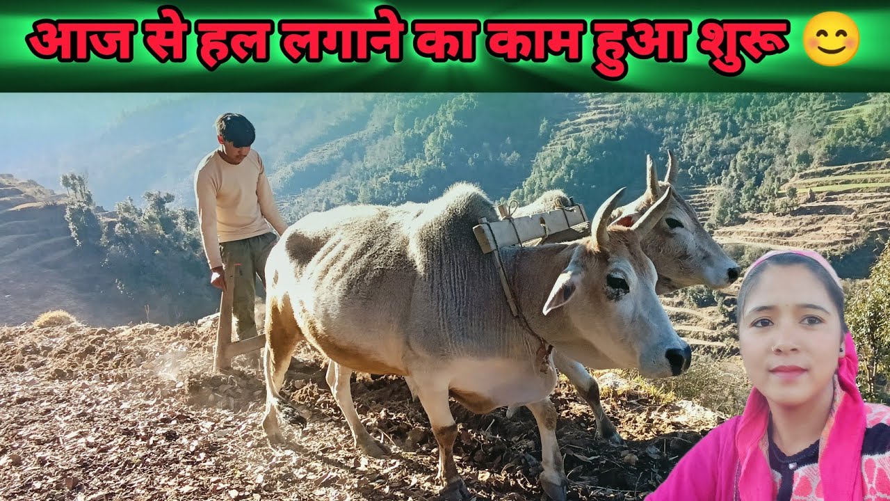 खेतों में हल लगाने का पहला दिन !! आज से हल लगाने का काम शुरू#phadilifestyle#vlog  @Roshninegivlogs 