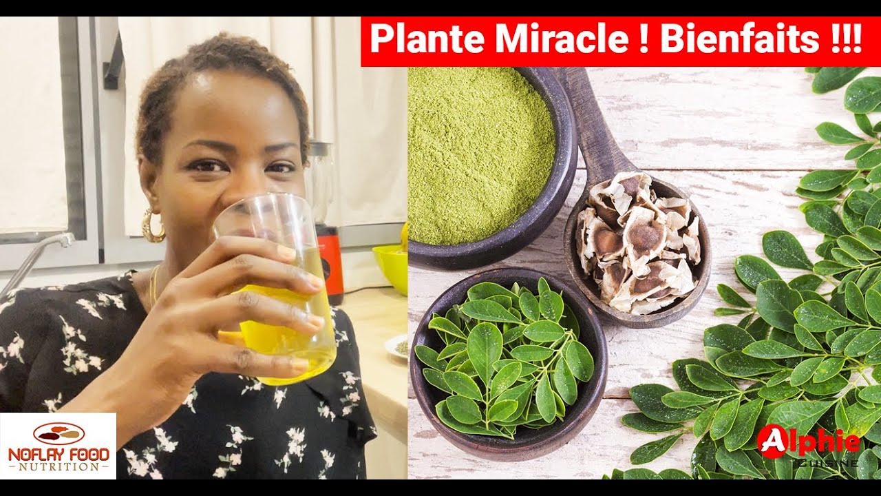 5 minutes pour comprendre les BIENFAITS de cette plante miracle !!! 👍 Le Moringa arbre de vie !