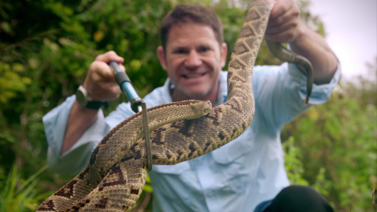 The Neotropical Rattlesnake