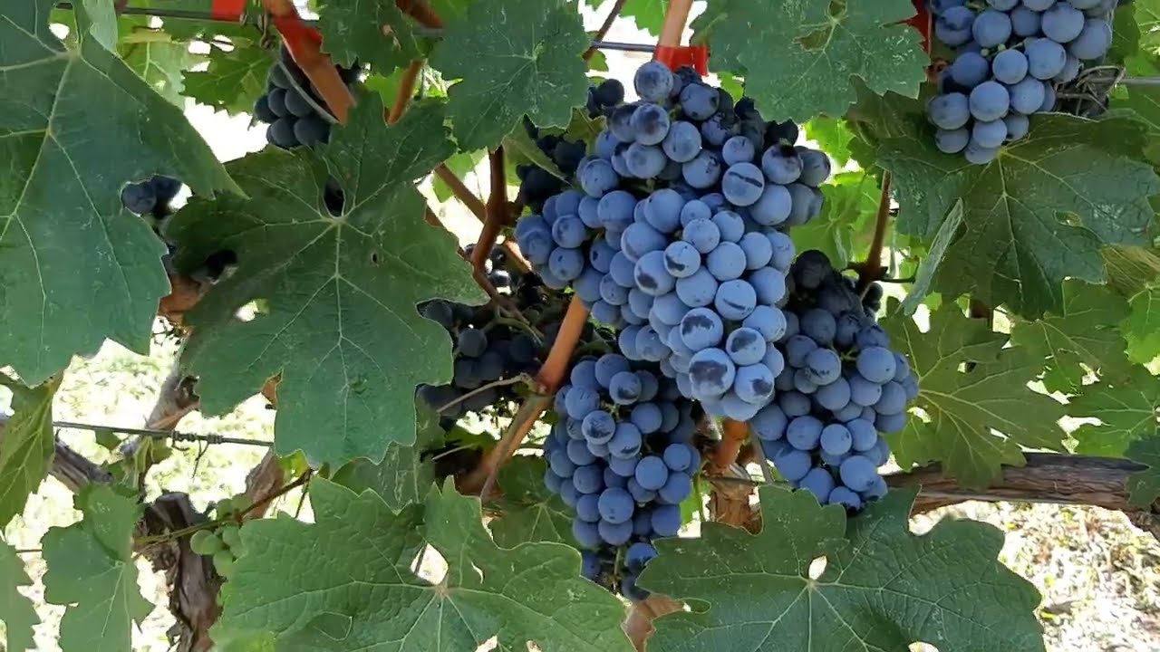 Каберне Совиньон - мировой лидер технического винограда