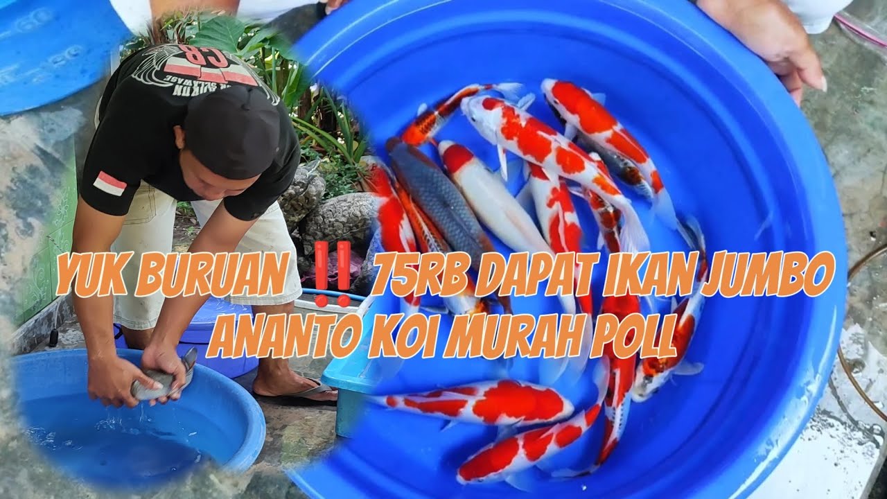 Bikin geger ANANTO koi‼️ markas ikan murah poll