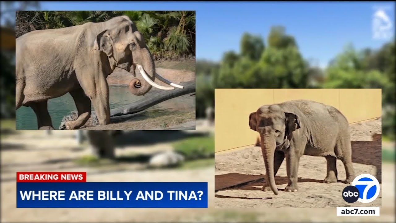 L.A. Zoo elephants' whereabouts a mystery amid relocation battle