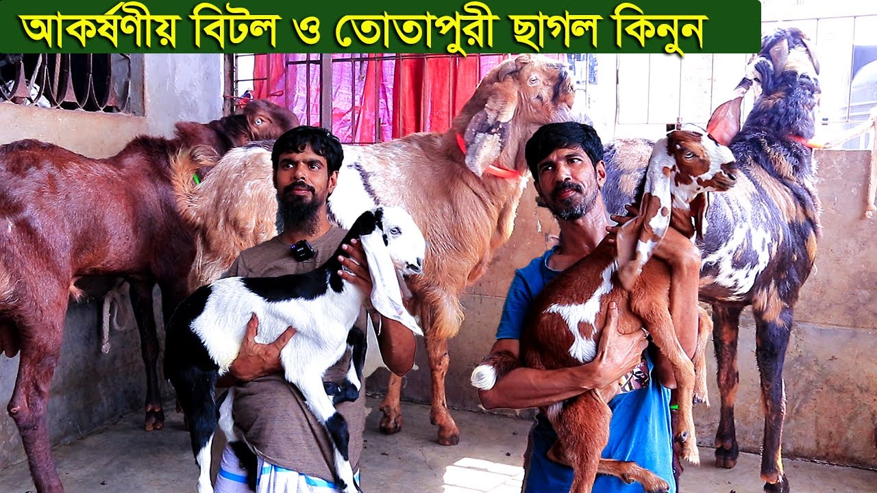 আকর্ষণীয় বিটল ও তোতাপুরী ছাগল কিনুন goat farm