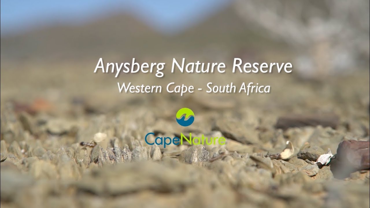 Anysberg Nature Reserve bursts into a blanket of blooms during Spring