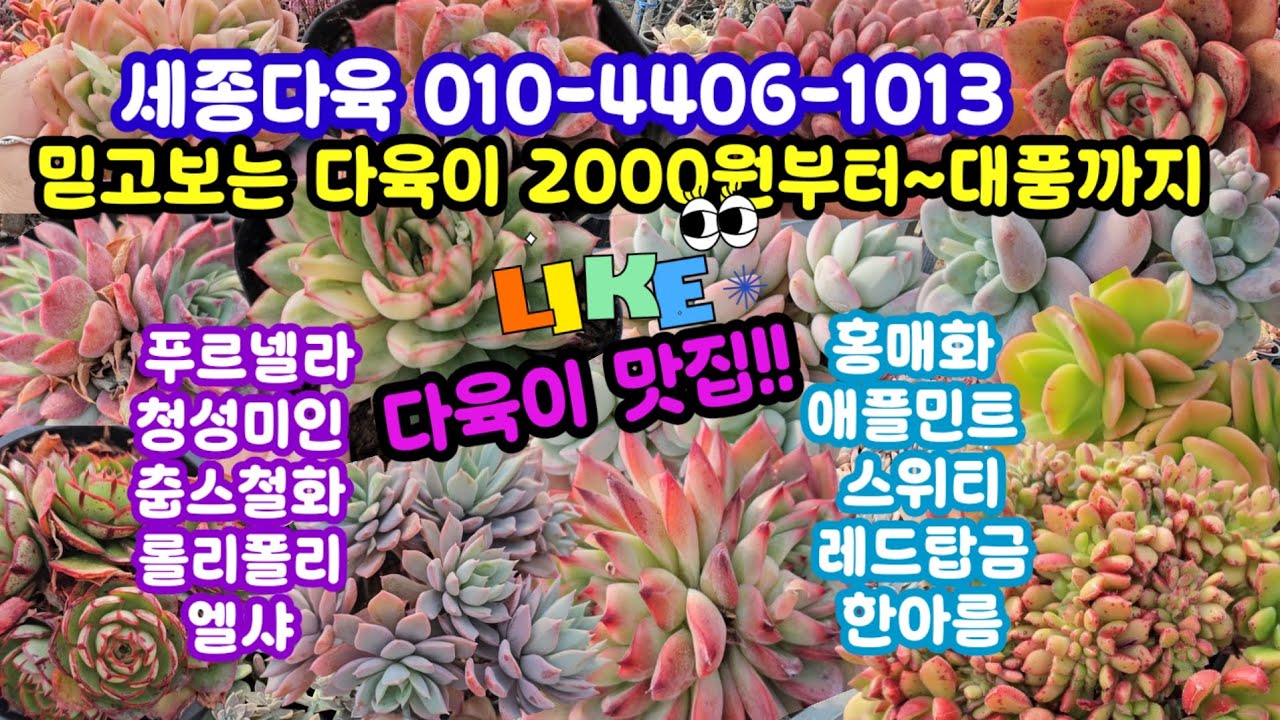 #다육이쇼핑 #세종다육 010-4406-1013 (26.3.18)❤️다육이 맛집 득템하는 멋찐날🌸