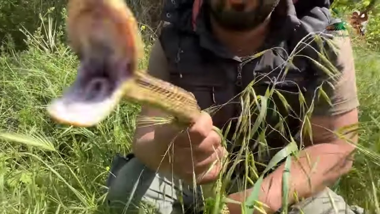 Zehirsiz yılan ısırması ve sonuçları