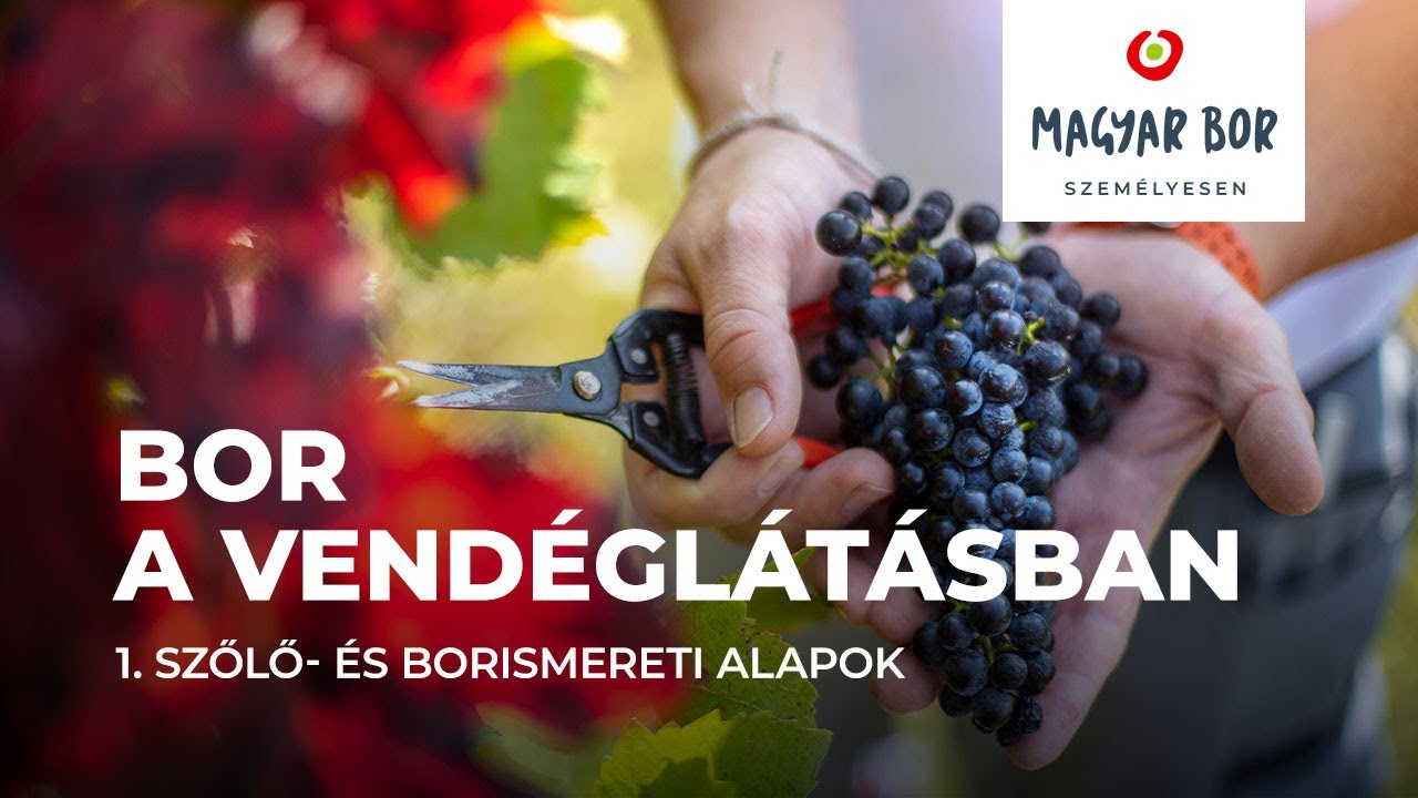 Bor a vendéglátásban | Szőlő- és borismereti alapok