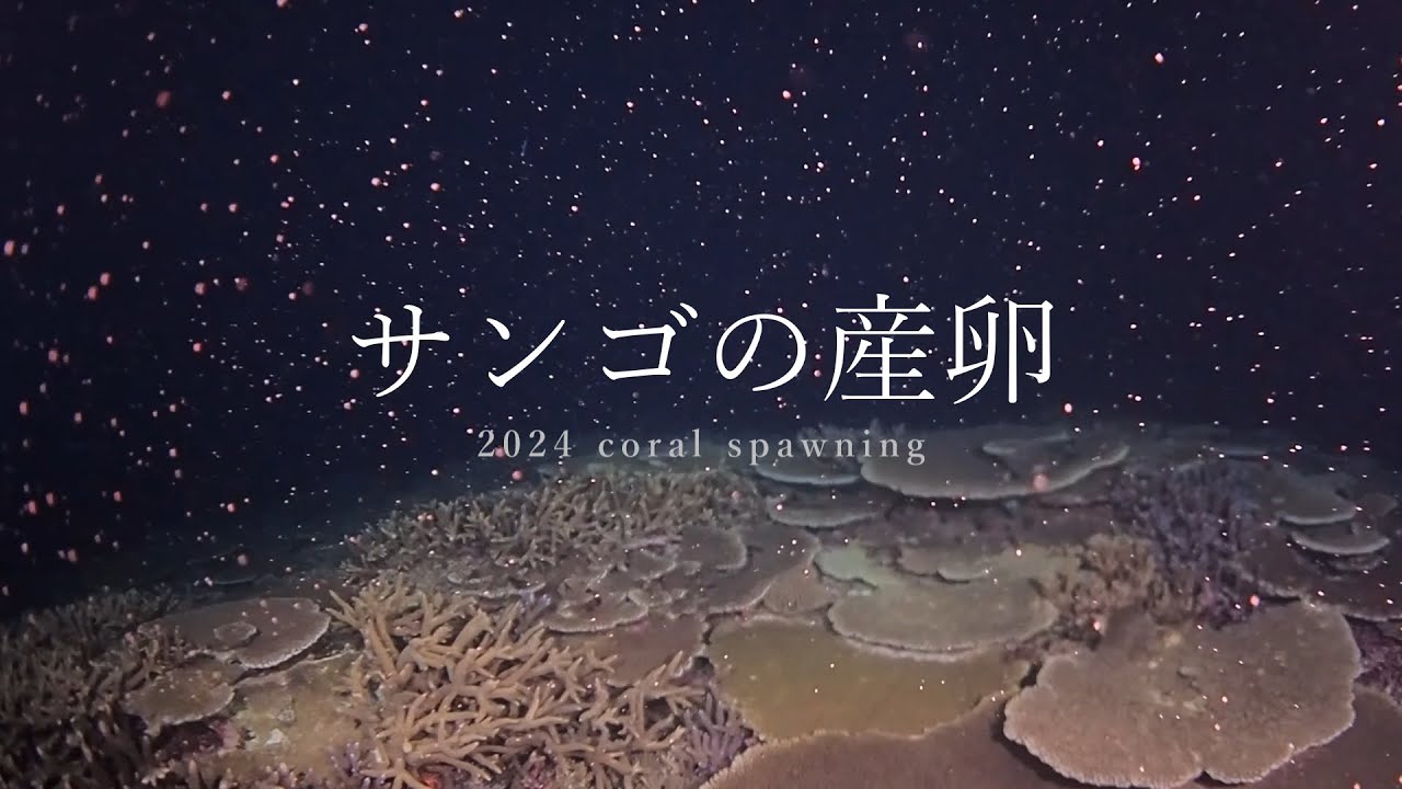 今年のサンゴの産卵は7夜連続！ 2024年 coral spawning