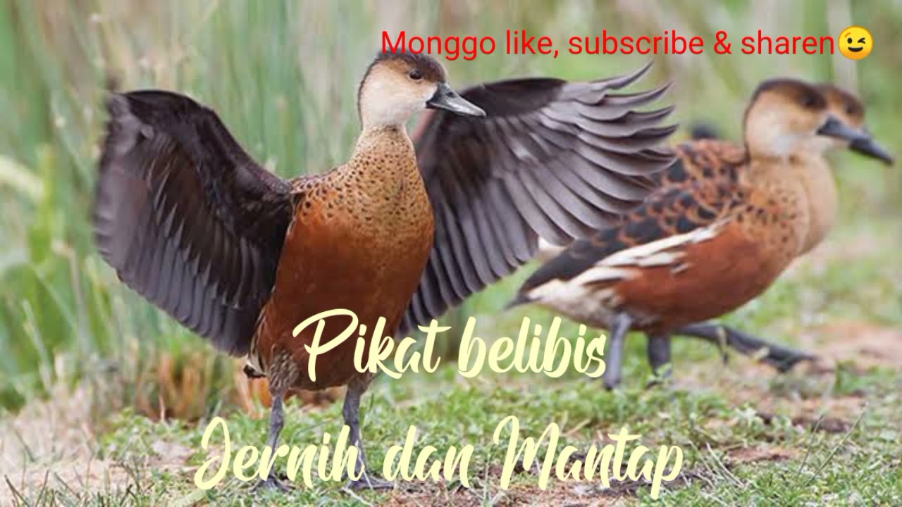 SUARA PIKAT BELIBIS JERNIH | MANTAP