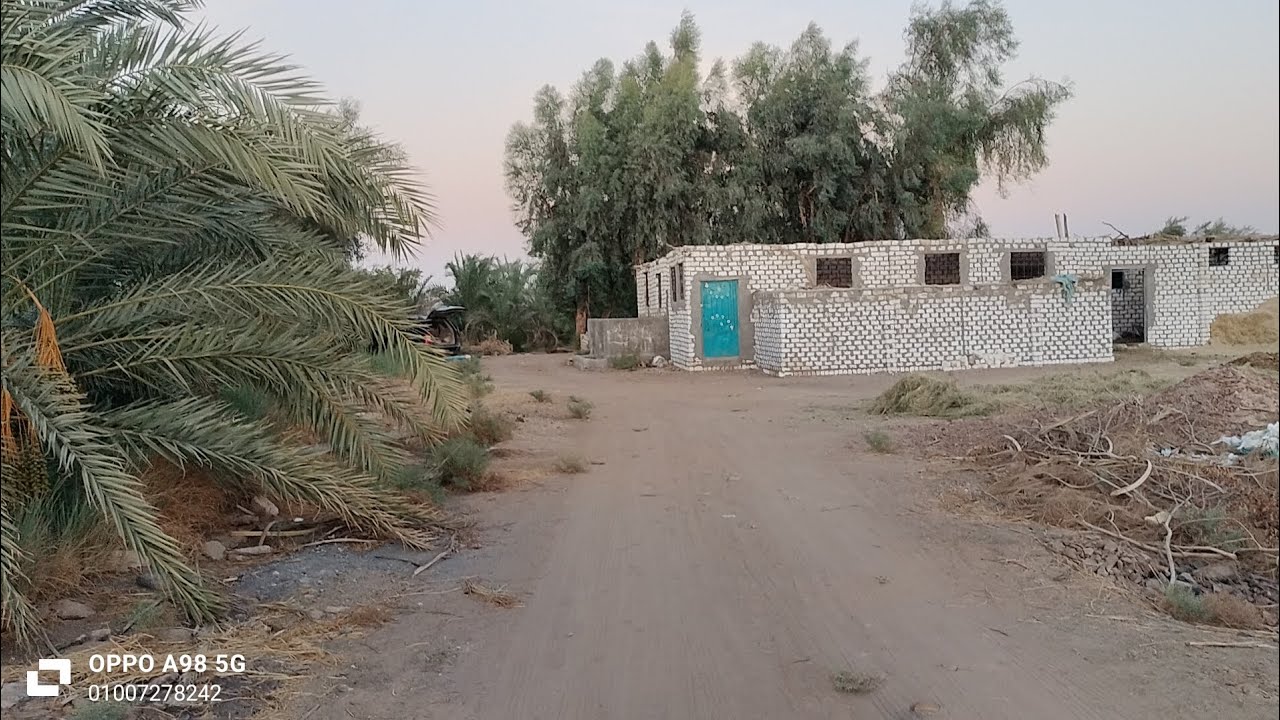 أرض زراعيه للبيع ٦ فدان صندوق ٣٠٠ نخله زريبه واستراحة  ٣٥٠ الف للفدان في الوادي الجديد 01007278272