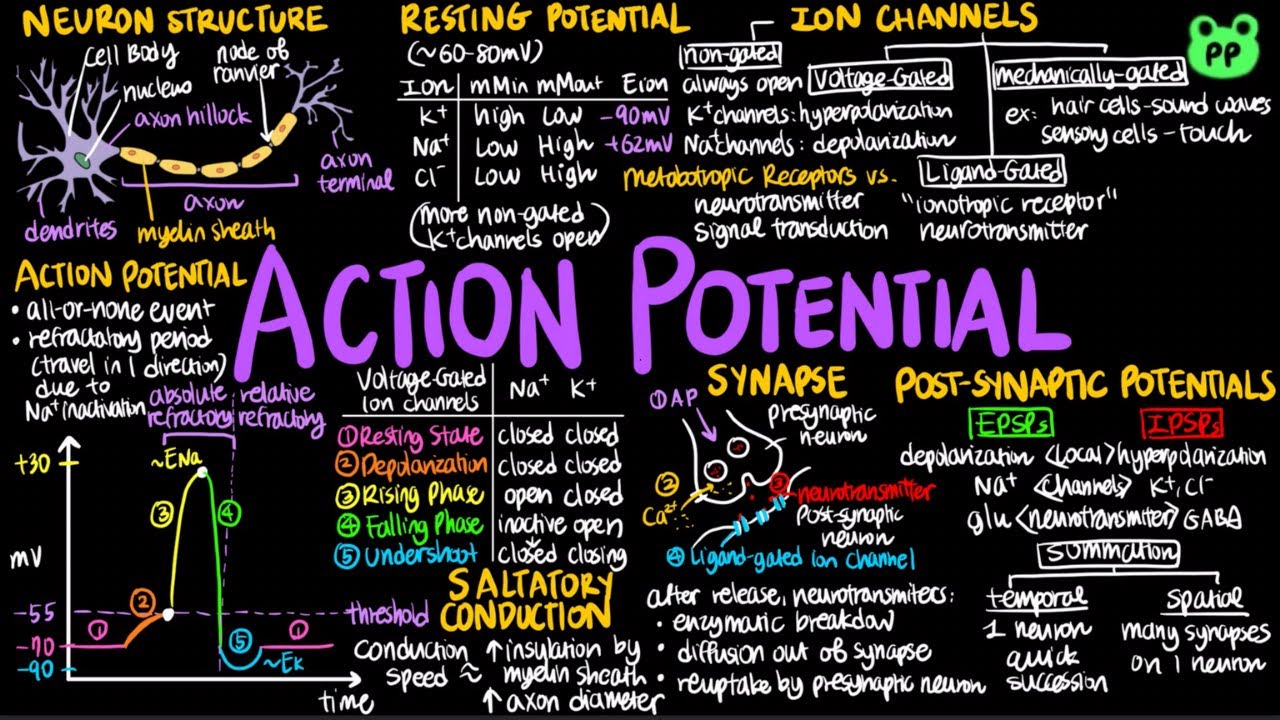Action Potential | Animal Physiology 14 | Biology | PP Notes | Campbell 8E Ch. 48