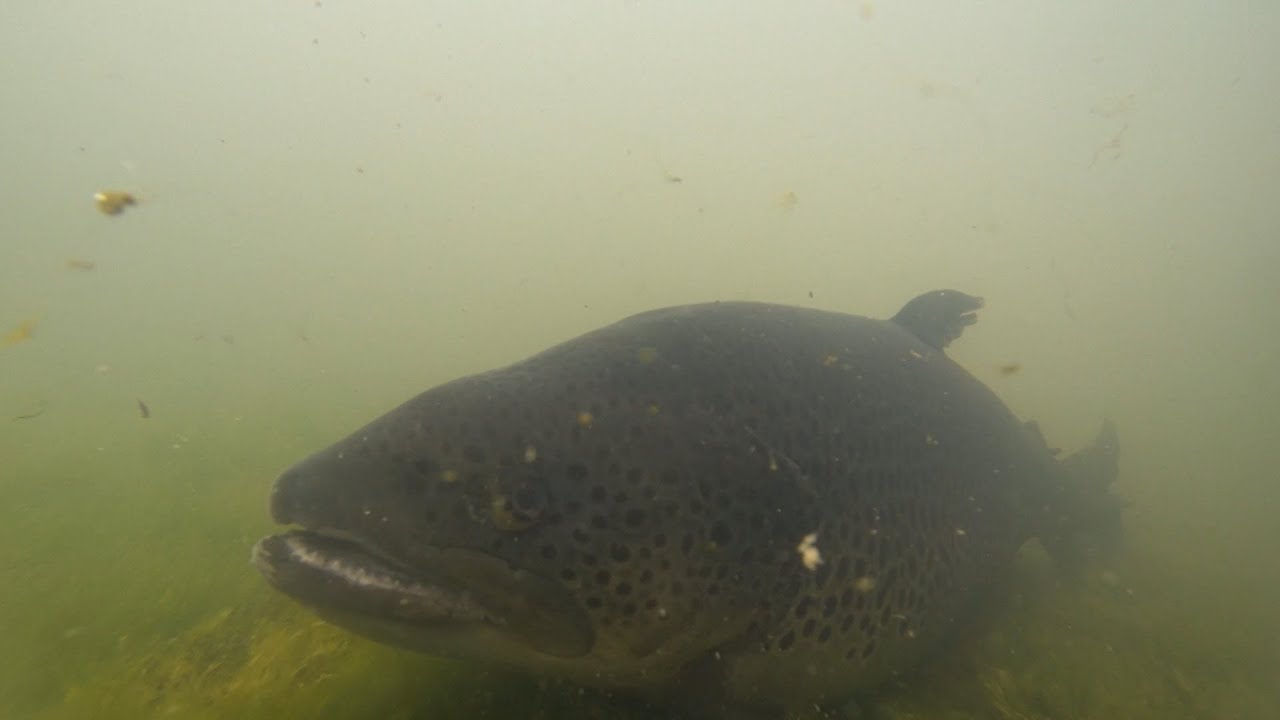 See How Trout are Produced at Wolf Creek National Fish Hatchery