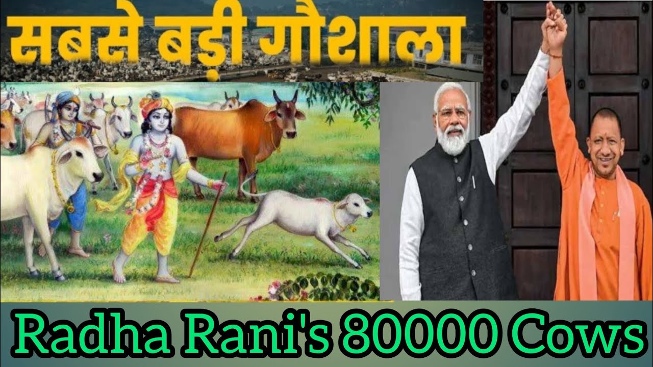biggest Gaushala of Brij-राधा रानी ki 80 hajar gay ! सबसे बड़ी गौशाला ! gaushala mataji gaushala !
