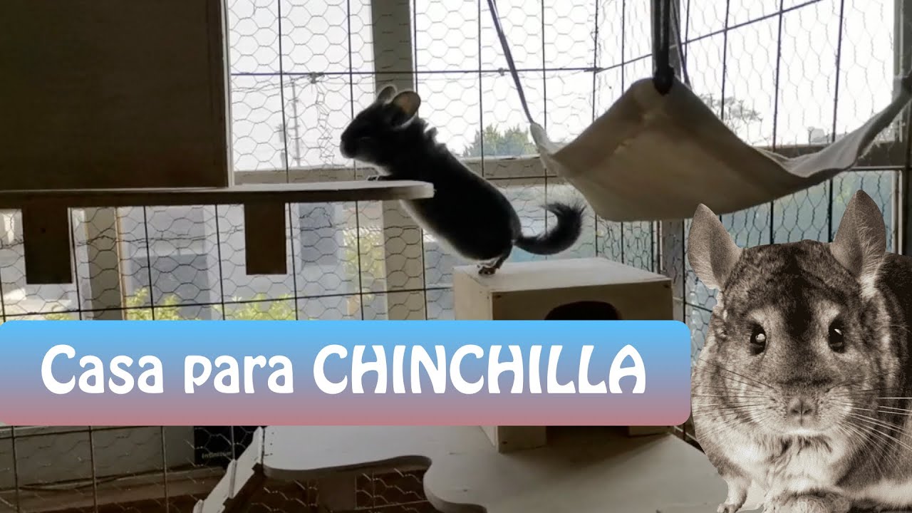 Construyendo CASA para CHINCHILLA | Nueva Integrante | Cnidaria Mx