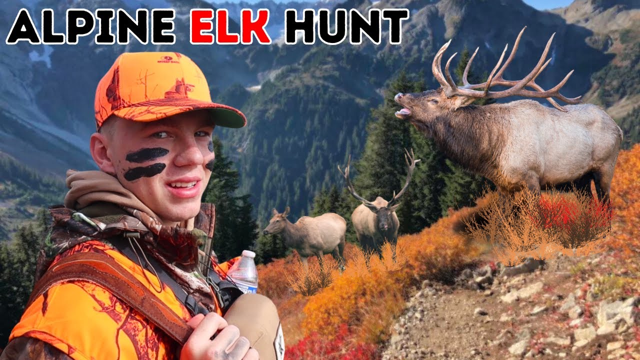 Remote Alpine Elk hunt 2023 Utah!!! (Beginners find Elk!)