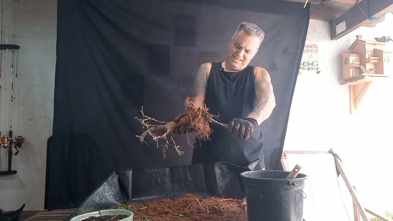 Bonsai pitecolobium dulce (piteco dulce) video 02 Aramação, poda de raízes, transplante!!!!