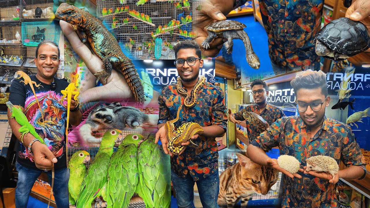 இதெல்லா எப்படிதா வளக்குறாங்களோ|Rare Exotic pets😍|Home delivery|Xploring🌼