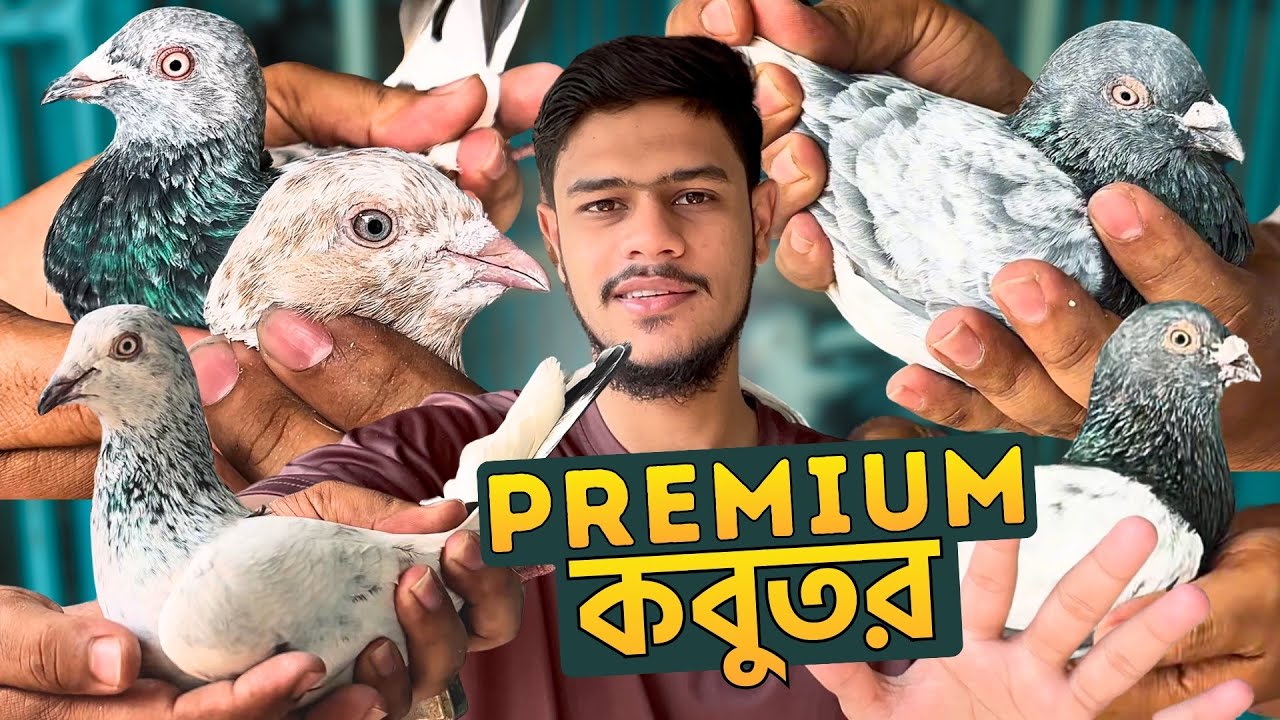 প্রিমিয়াম গিরিবাজ কবুতর ২০২৬