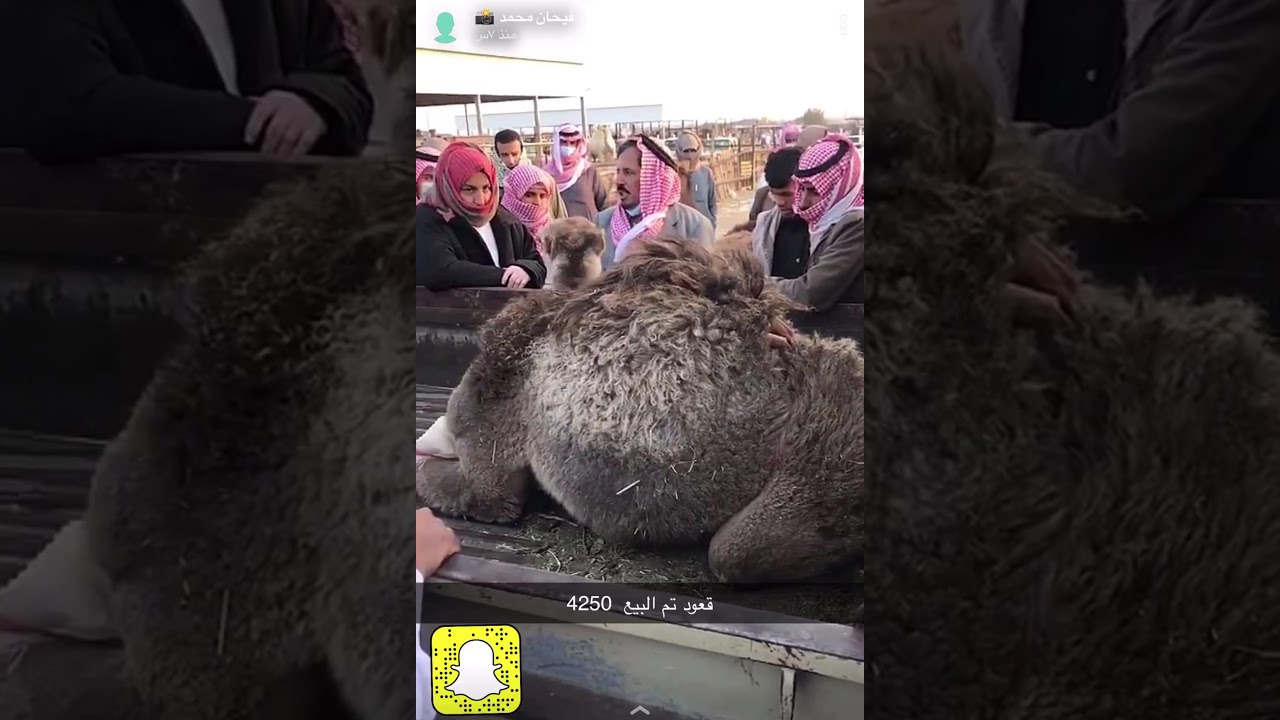 سوق تربه سناب فيحان محمد تغطية سوق حراج الابل في تربه يوم الاربعاء بتاريخ ١٤٤٢/٧/١٢هـ