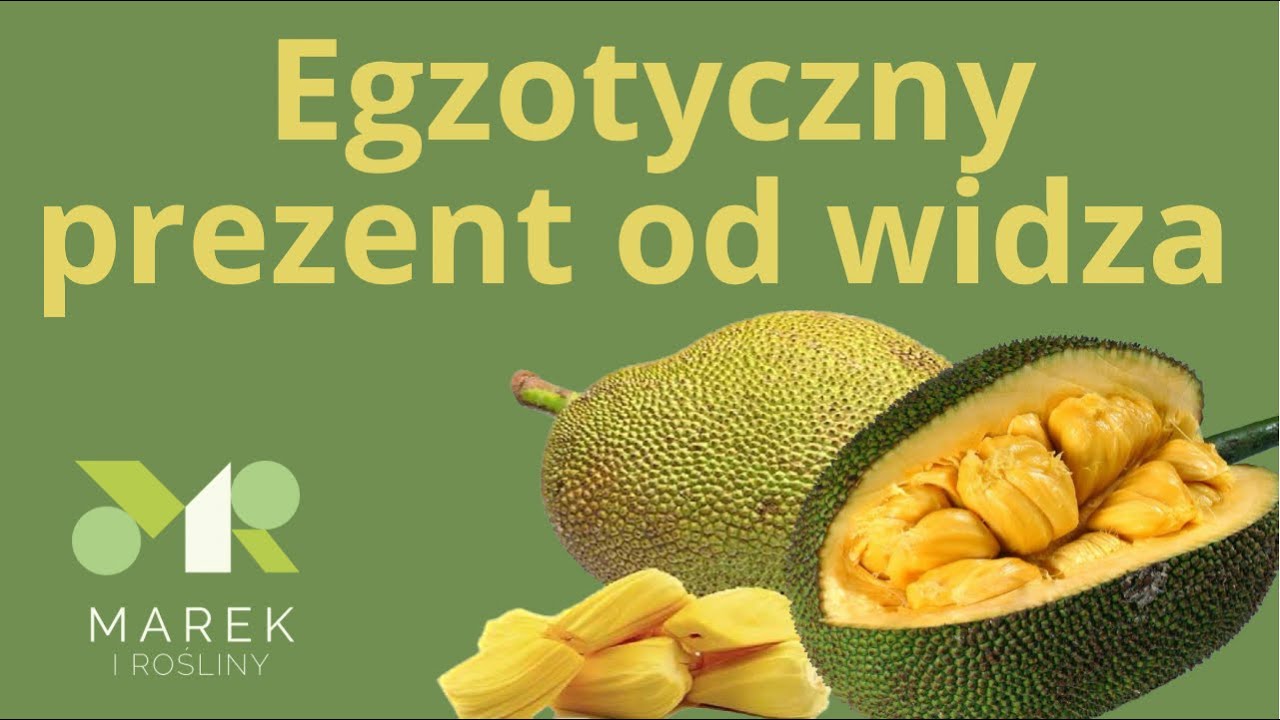 Egzotyczny prezent od widza - Jackfruit