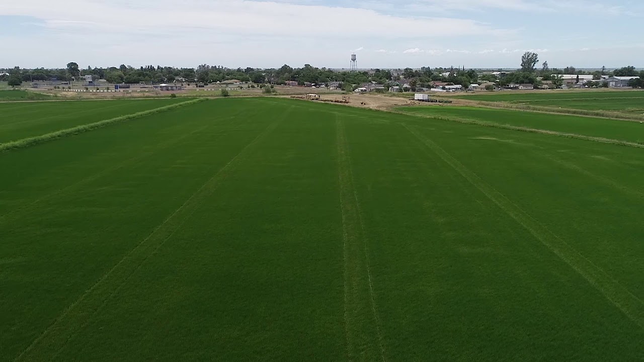 Aerial Rice Field View