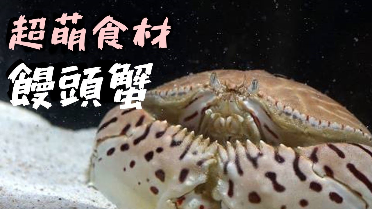 這隻螃蟹漁民都不想吃 ? 但我居然吃出高級螃蟹的口味 ❤️❤️ 在宜蘭大溪漁港買回家處理，做成好吃的螃蟹料理。