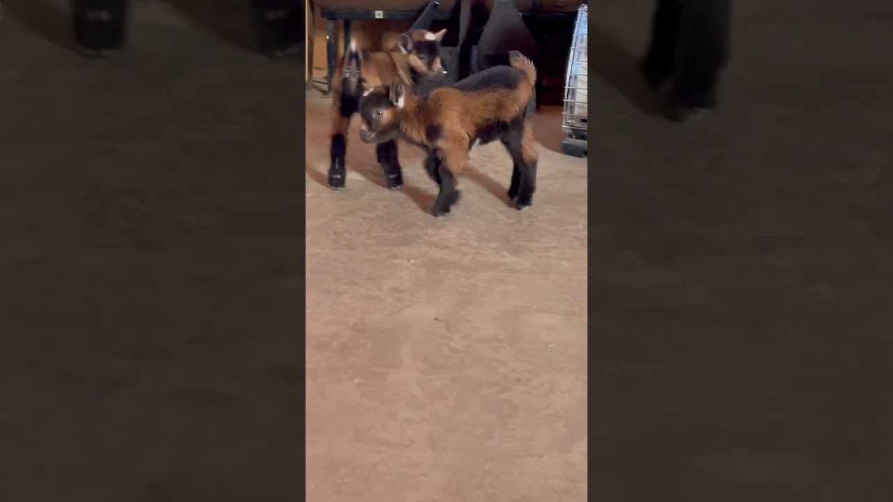 Two of our week old baby goats practicing their fancy footwork. #goats #babygoats
