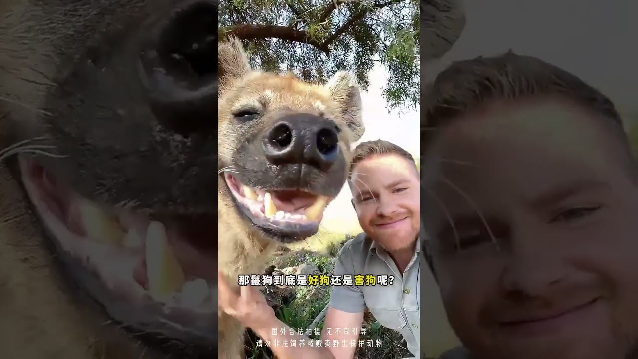 Hyenas: Are They Friendly Pups or Menacing Predators
