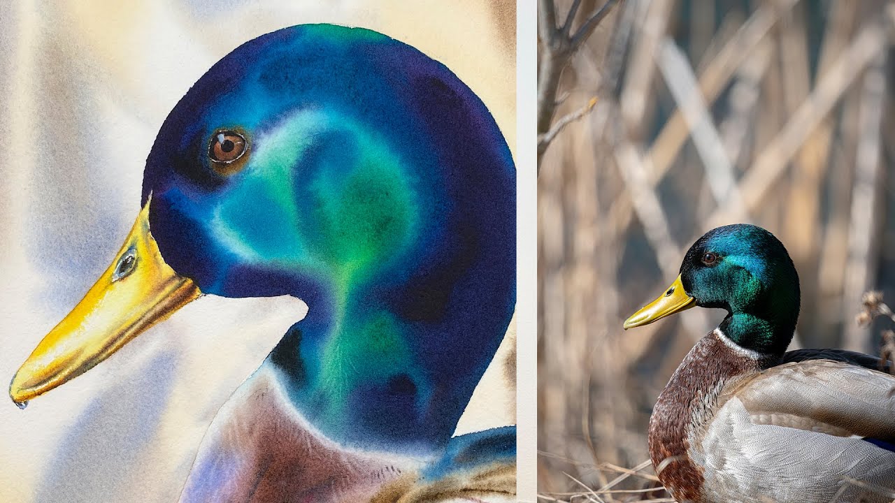 Watercolor Feather Opacity: Luminous Duck Secrets #advancedwatercolor
